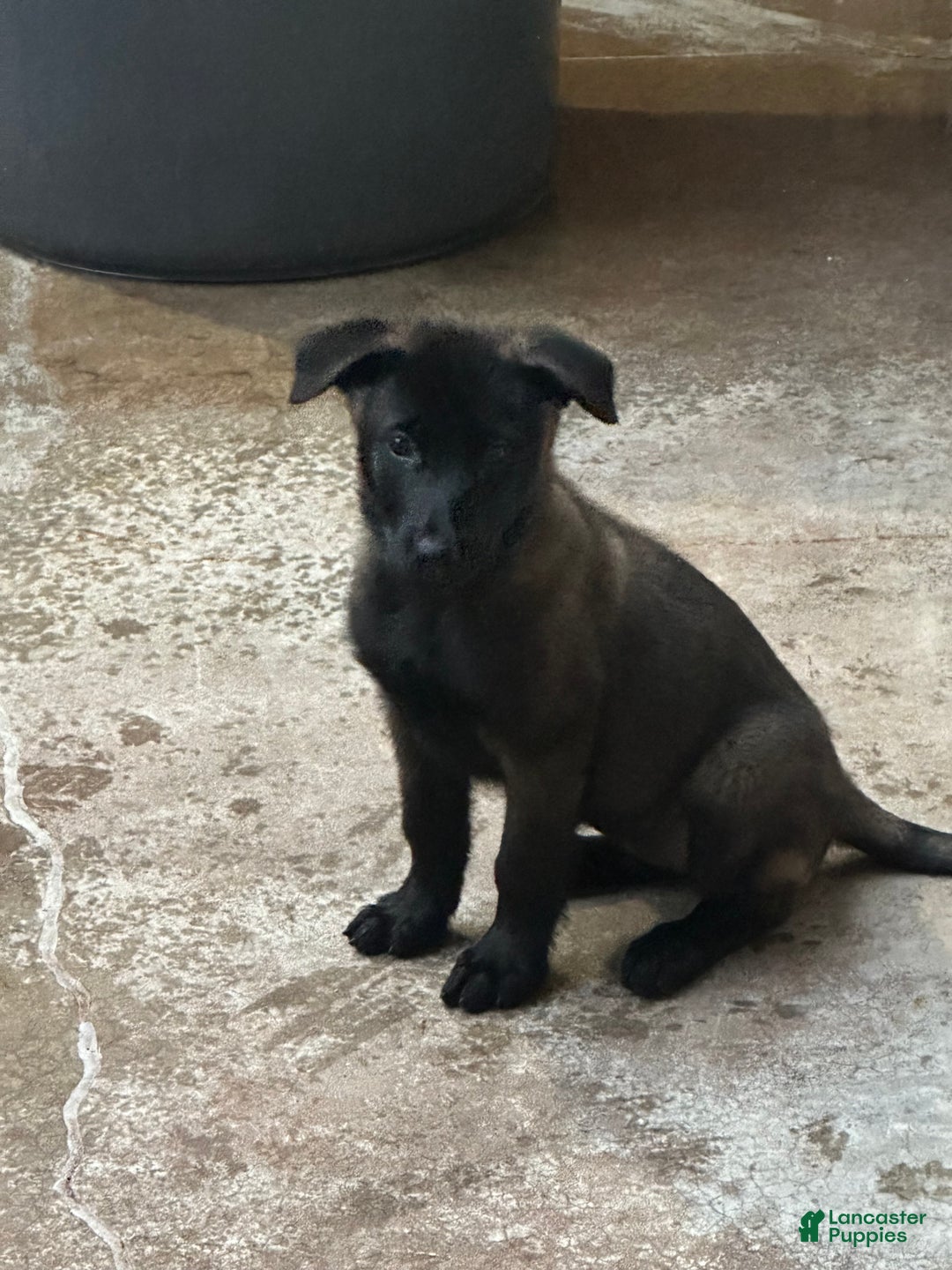 Belgian Malinois Puppy for sale in Erie Lancaster Puppies