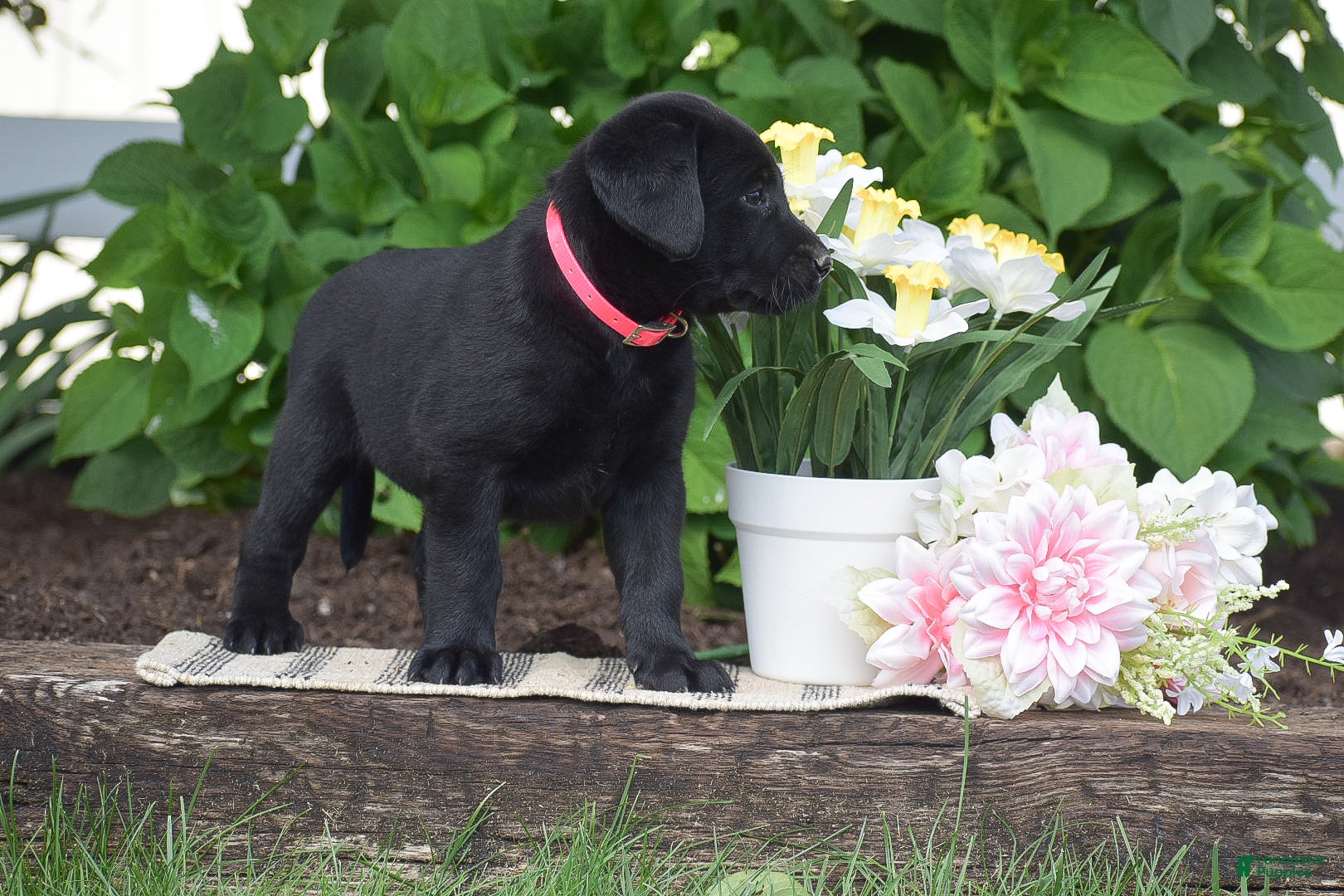 Labrador Retriever dogs for sale: Melissa - Ad 3