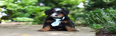 Sawyer