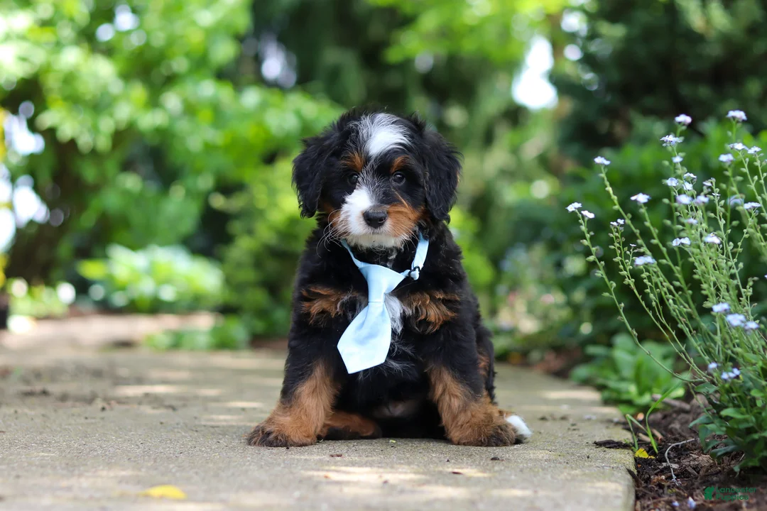 Mini Bernedoodle dogs for sale: Sawyer - Ad 1