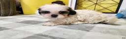 Teddy Bear dogs for sale: Crosby - Ad 5