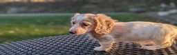 Miniature Dachshund dogs for sale: Pumpkin spice latte - Ad 7
