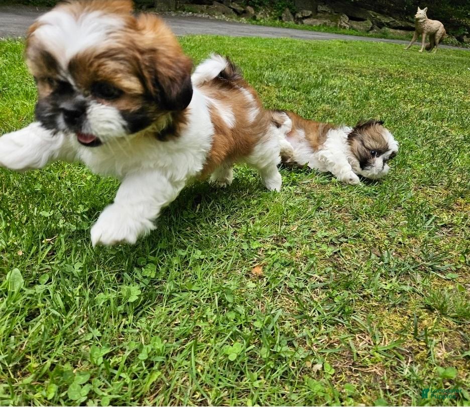 Shih Tzu dogs Shih Tzu Puppy 2 - Ad 2