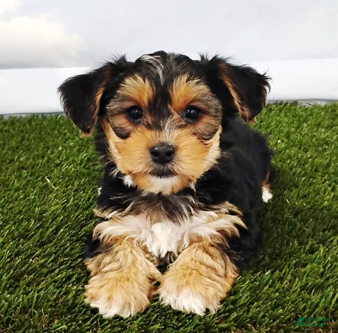 Yochon dogs for sale: Elliott - Ad 1