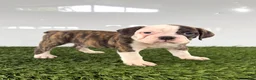 Olde English Bulldogge dogs for sale: Molly - Ad 4