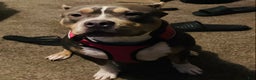 American Bully dogs for sale: American Bully Puppy 2 - Ad 2