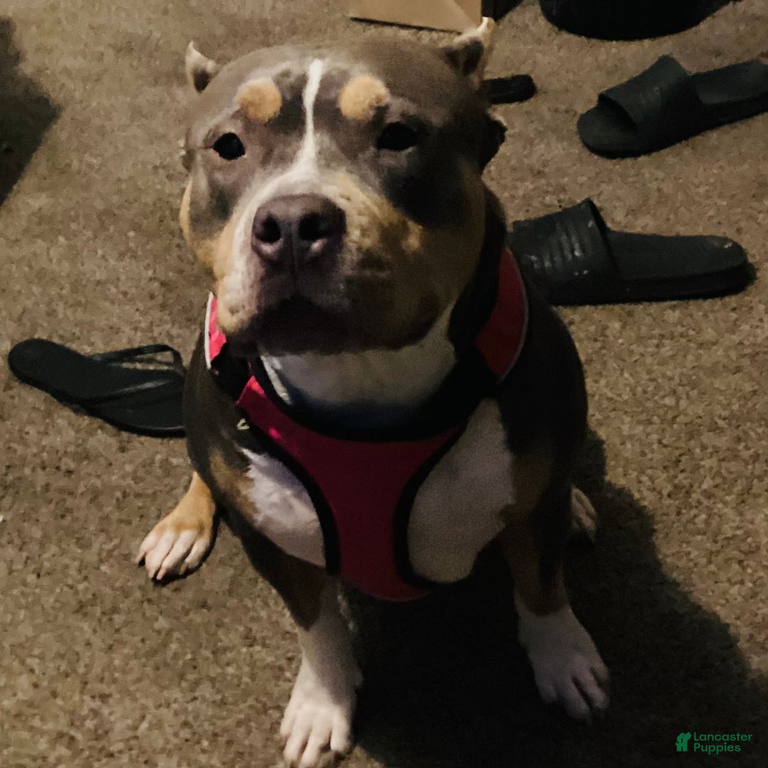 American Bully dogs for sale: American Bully Puppy 2 - Ad 2