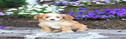 Mini Bernedoodle dogs for sale: Penn - Ad 2