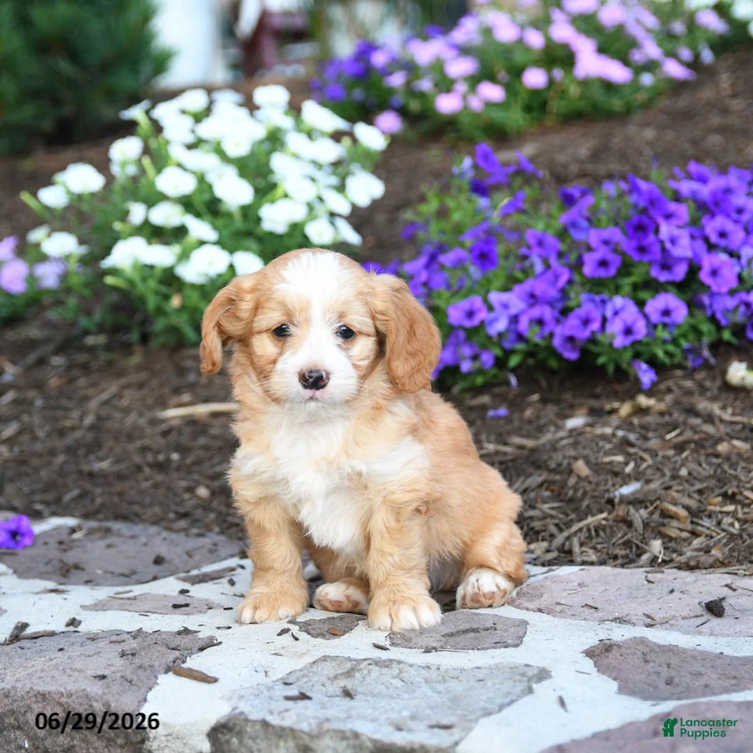 Mini Bernedoodle dogs for sale: Penn - Ad 2