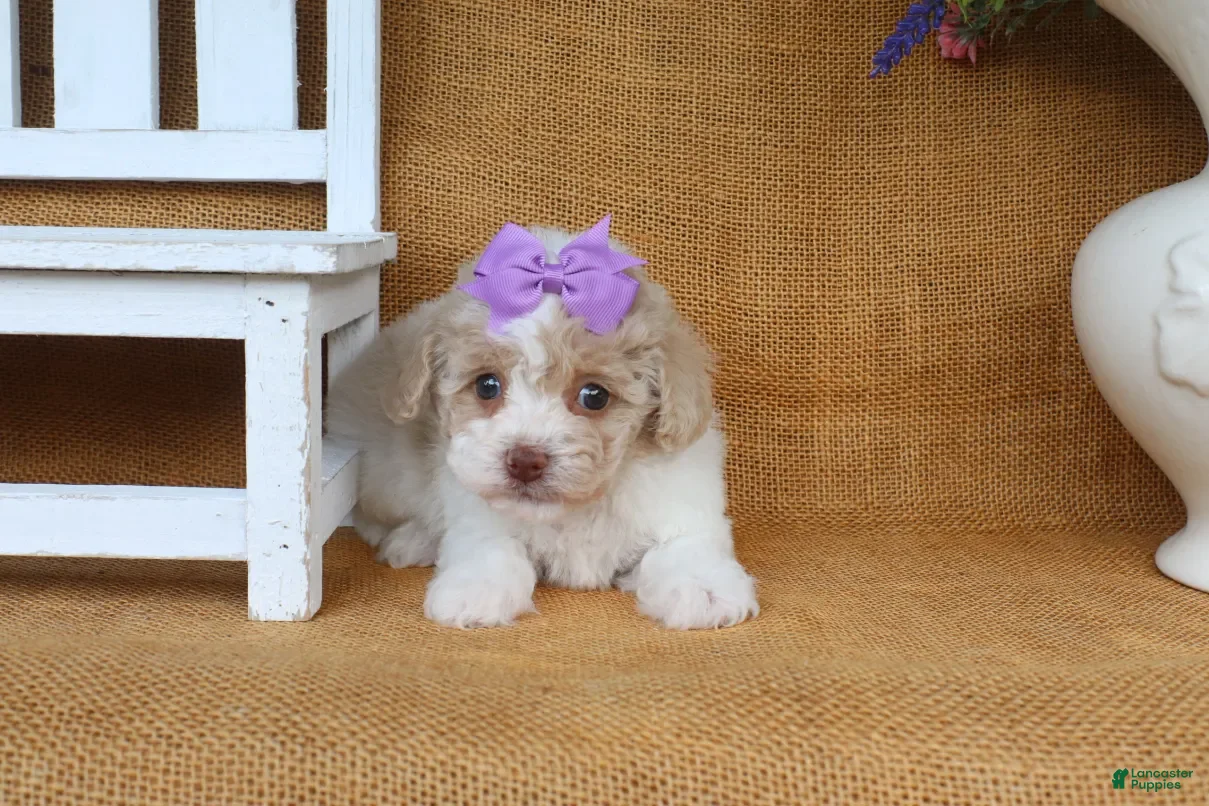 Toy Poodle dogs Delilah - Ad 2