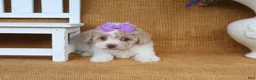 Toy Poodle dogs for sale: Delilah - Ad 2