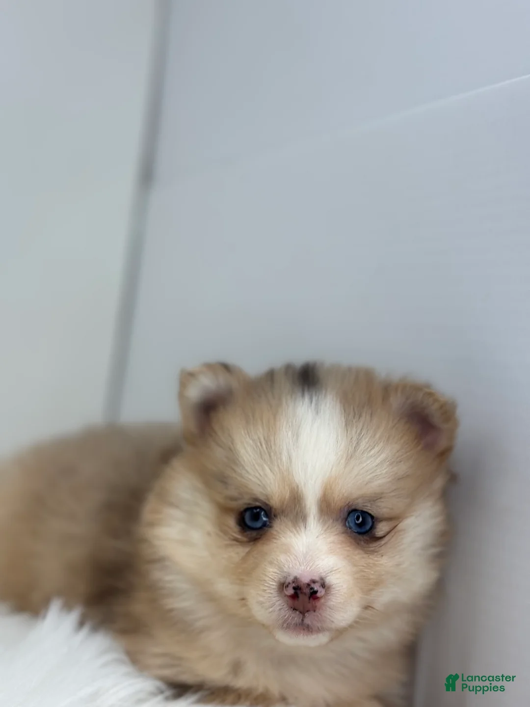 Pomsky dogs for sale: Hannah - Ad 3