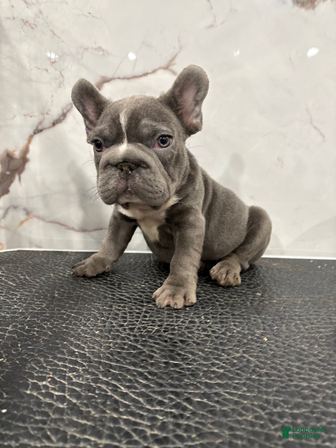 French Bulldog dogs for sale: French Bulldog Puppy 1 - Ad 6