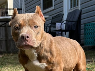 American Bully dogs - Ad 6