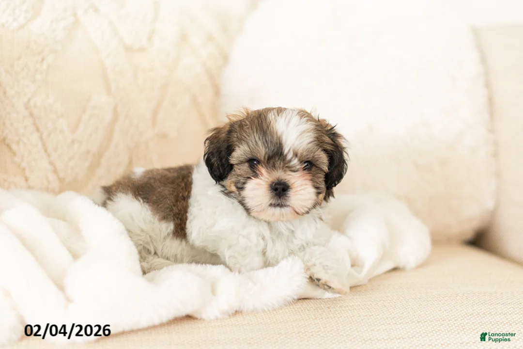 Teddy Bear dogs for sale: Ryan - Ad 5