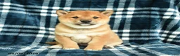 Shiba Inu dogs for sale: Sprinkles - Ad 5
