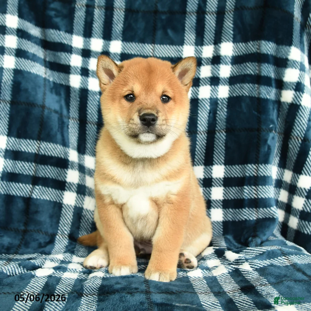 Shiba Inu dogs for sale: Sprinkles - Ad 5