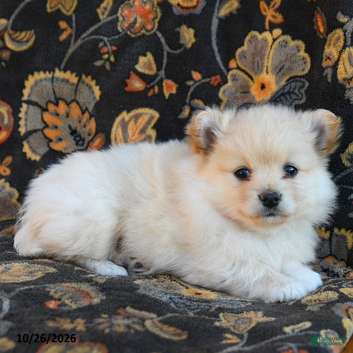 Cavapoo dogs for sale: Ice Cream - Ad 2