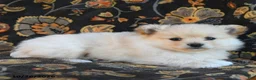 Cavapoo dogs for sale: Ice Cream - Ad 2