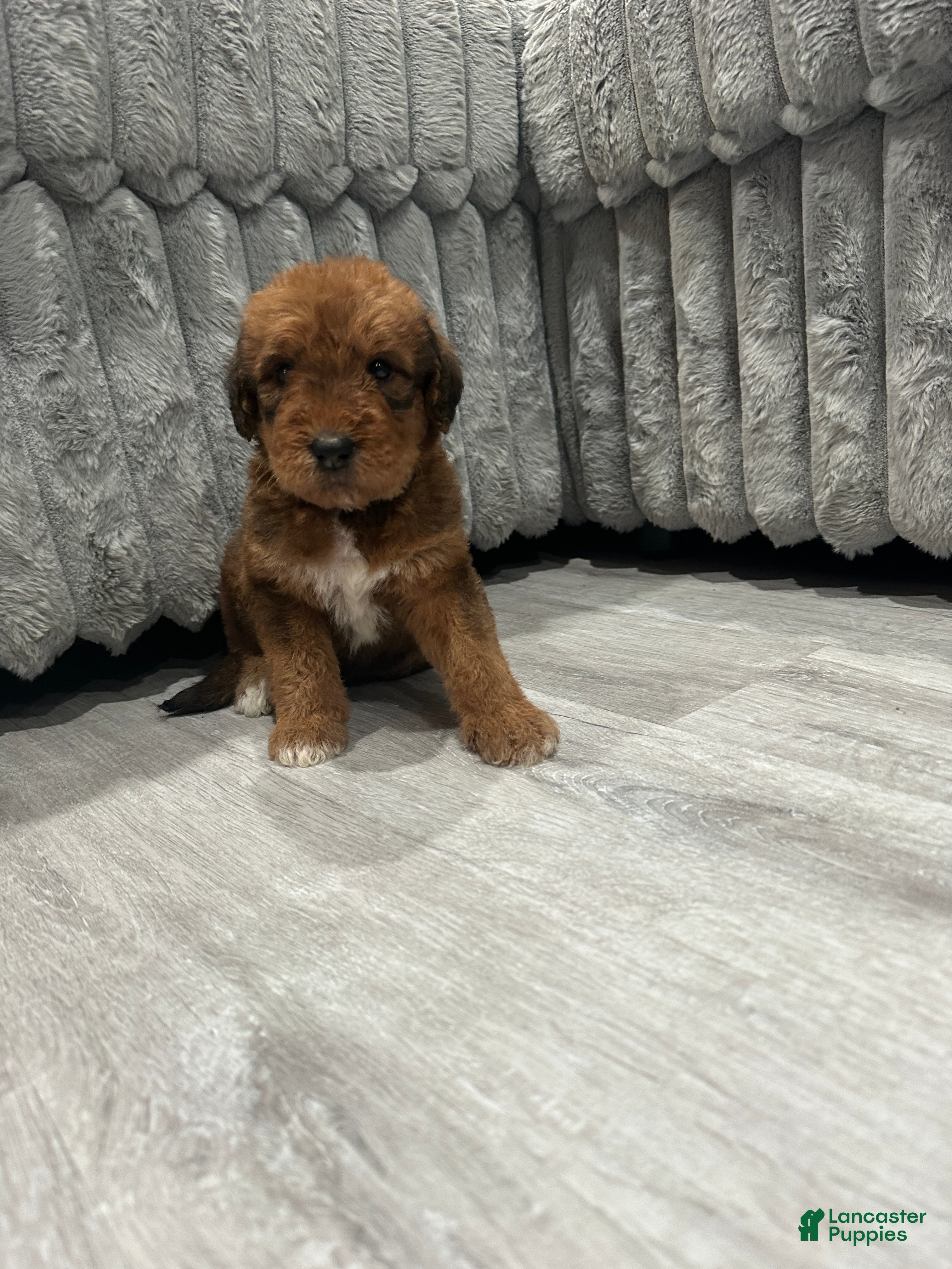 Mixed Breed dogs for sale: Airedoodle Male - Ad 1