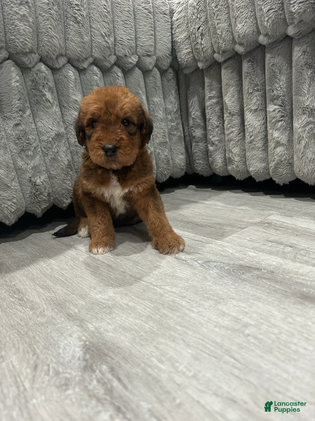 Mixed Breed dogs for sale: Airedoodle Male - Ad 1