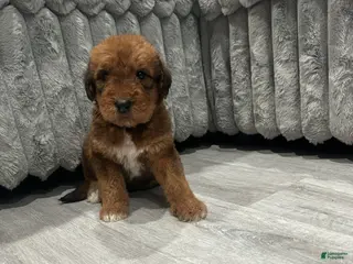 Mixed Breed dogs for sale: Airedoodle Male - Ad 1
