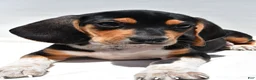 Beagle dogs for sale: Robert - Ad 9