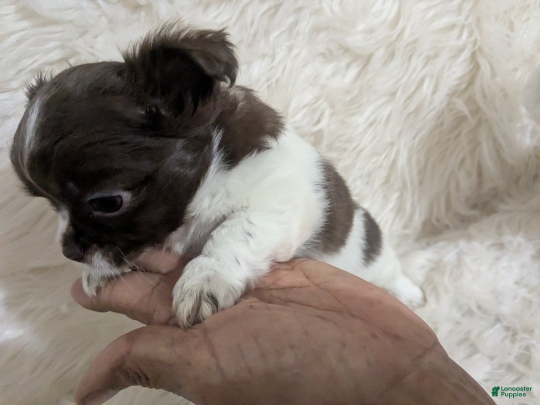 Chihuahua dogs for sale: Apple Head Female Long Coat Chihuahua Faith  - Ad 8