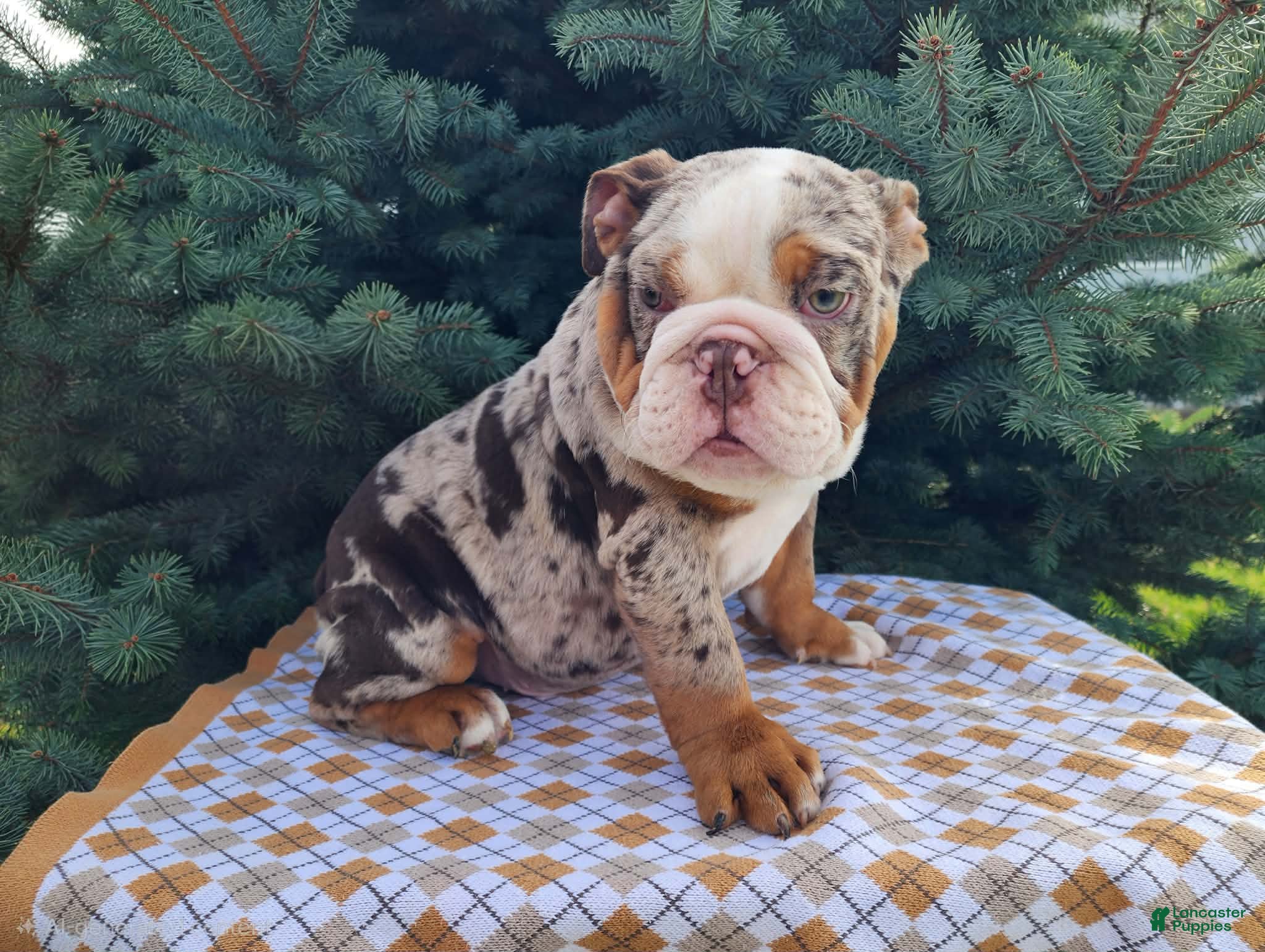 English Bulldog dogs Fletch - Ad 38