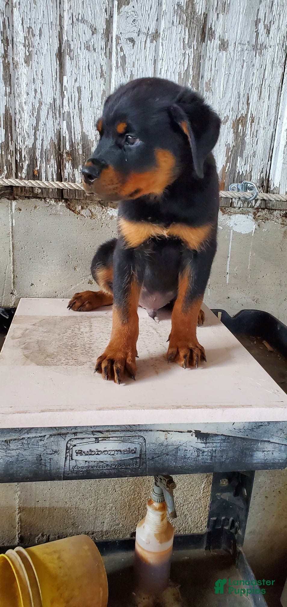 Rottweiler dogs  Buddy - Ad 1