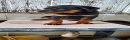 Rottweiler dogs for sale:  Buddy - Ad 1
