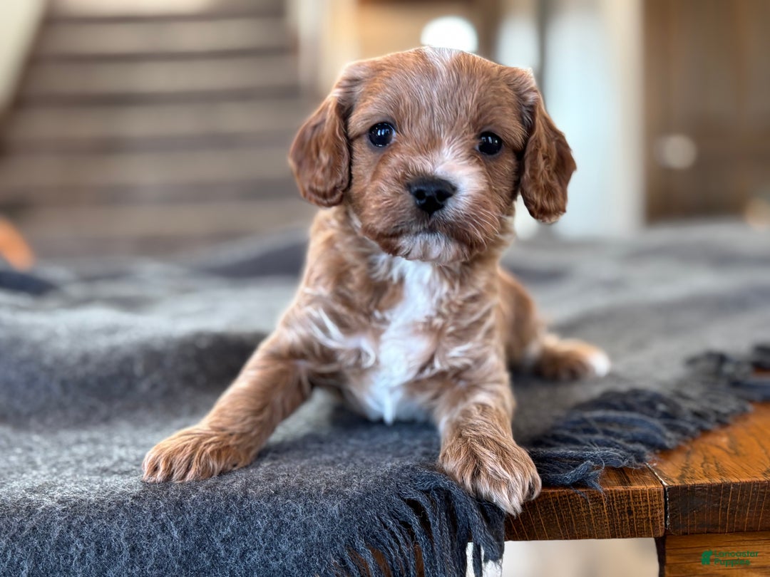 Cavapoo dogs for sale: Cavapoo litter of 1 puppy - Ad 1