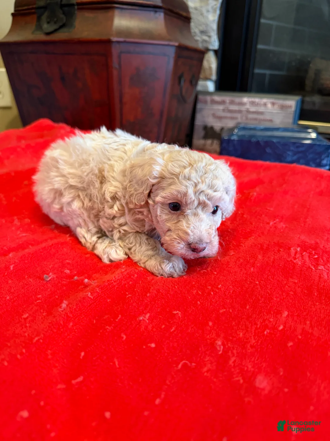 Miniature Poodle dogs for sale: Mia - Ad 1