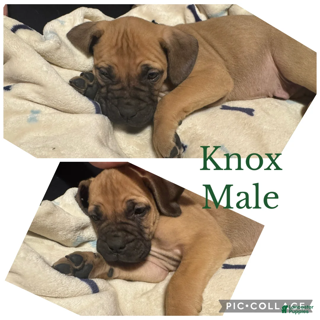 Bullmastiff dogs for sale: Bullmastiff Puppy 2 - Ad 1