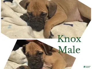 Bullmastiff dogs Bullmastiff Puppy 2 - Ad 2