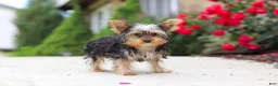 Yorkshire Terrier dogs for sale: Ollie - Ad 7