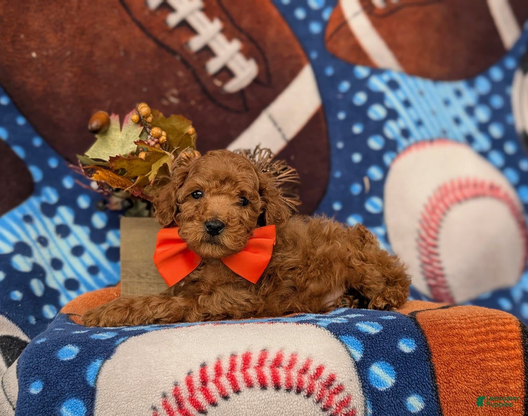 Toy Poodle dogs for sale: Tilman - Ad 4