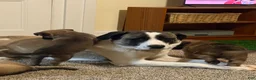 Mixed Breed dogs for sale: August - Ad 8