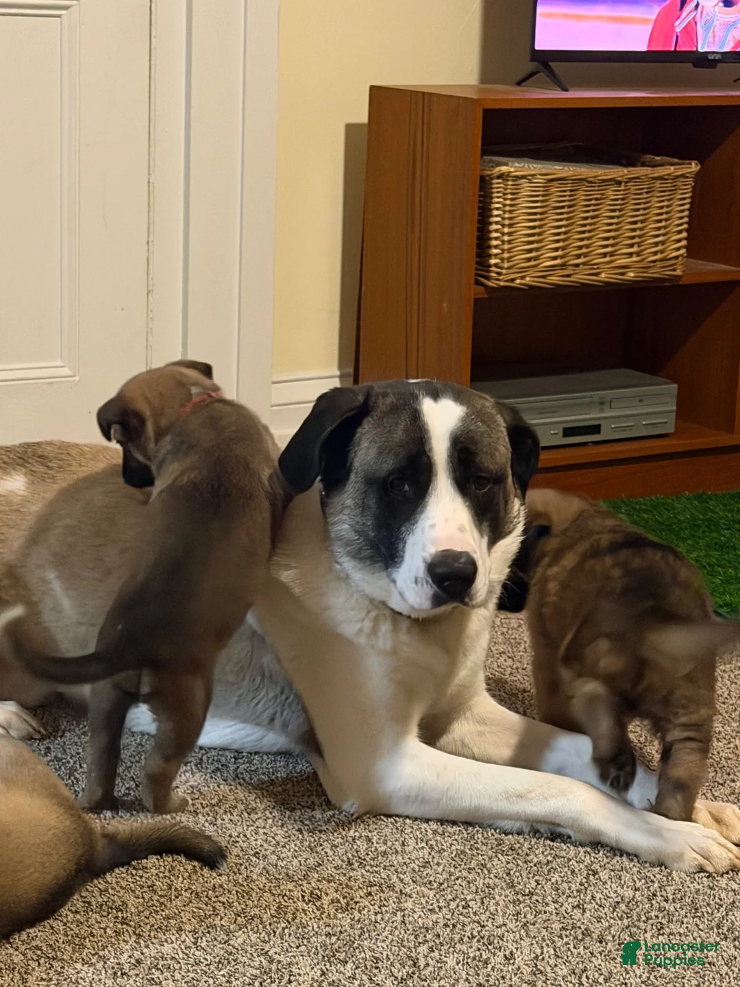 Mixed Breed dogs for sale: August - Ad 8
