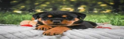 Rottweiler dogs for sale: Kai - Ad 17