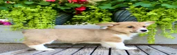 Welsh Corgi Pembroke dogs for sale: Roxy - Ad 6