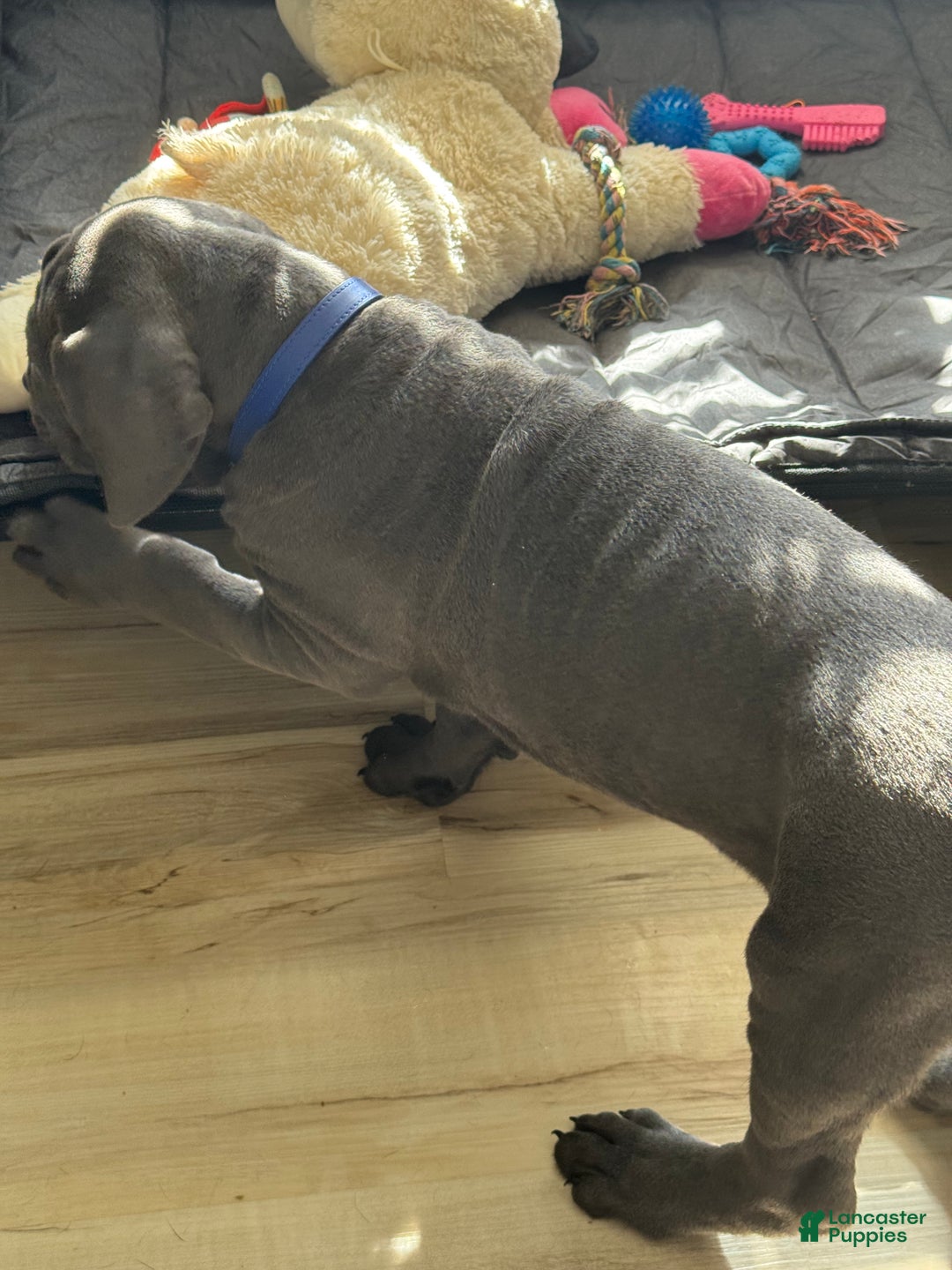 Cane Corso dogs for sale: Draco - Ad 2