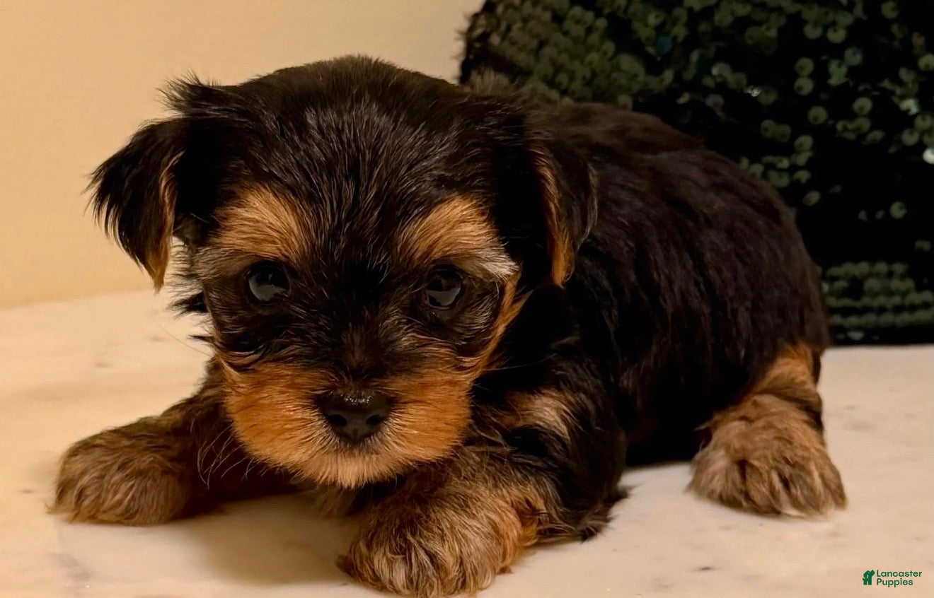 Yorkshire Terrier dogs Girl 1 - Ad 2