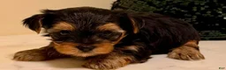 Yorkshire Terrier dogs for sale: Girl 1 - Ad 2