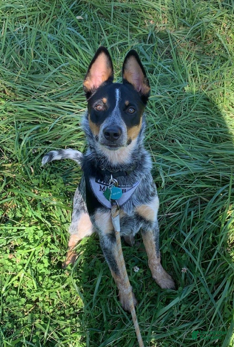 Australian Cattle Dog dogs Nyla - Ad 1