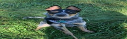 Australian Cattle Dog dogs for sale: Nyla - Ad 1