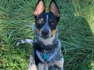 Australian Cattle Dog dogs Nyla - Ad 8