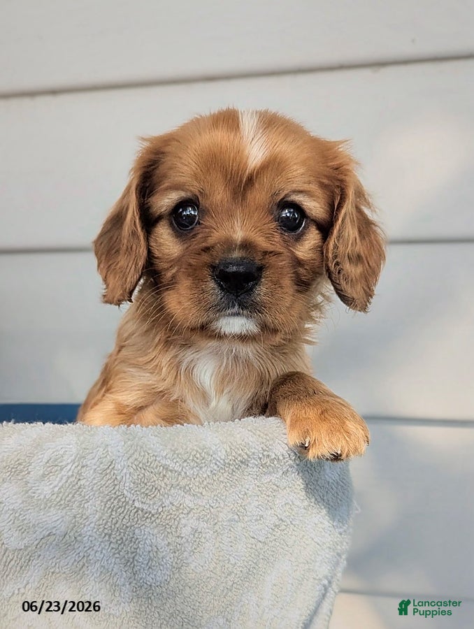 Cavalier King Charles Spaniel dogs Frisky - Ad 1