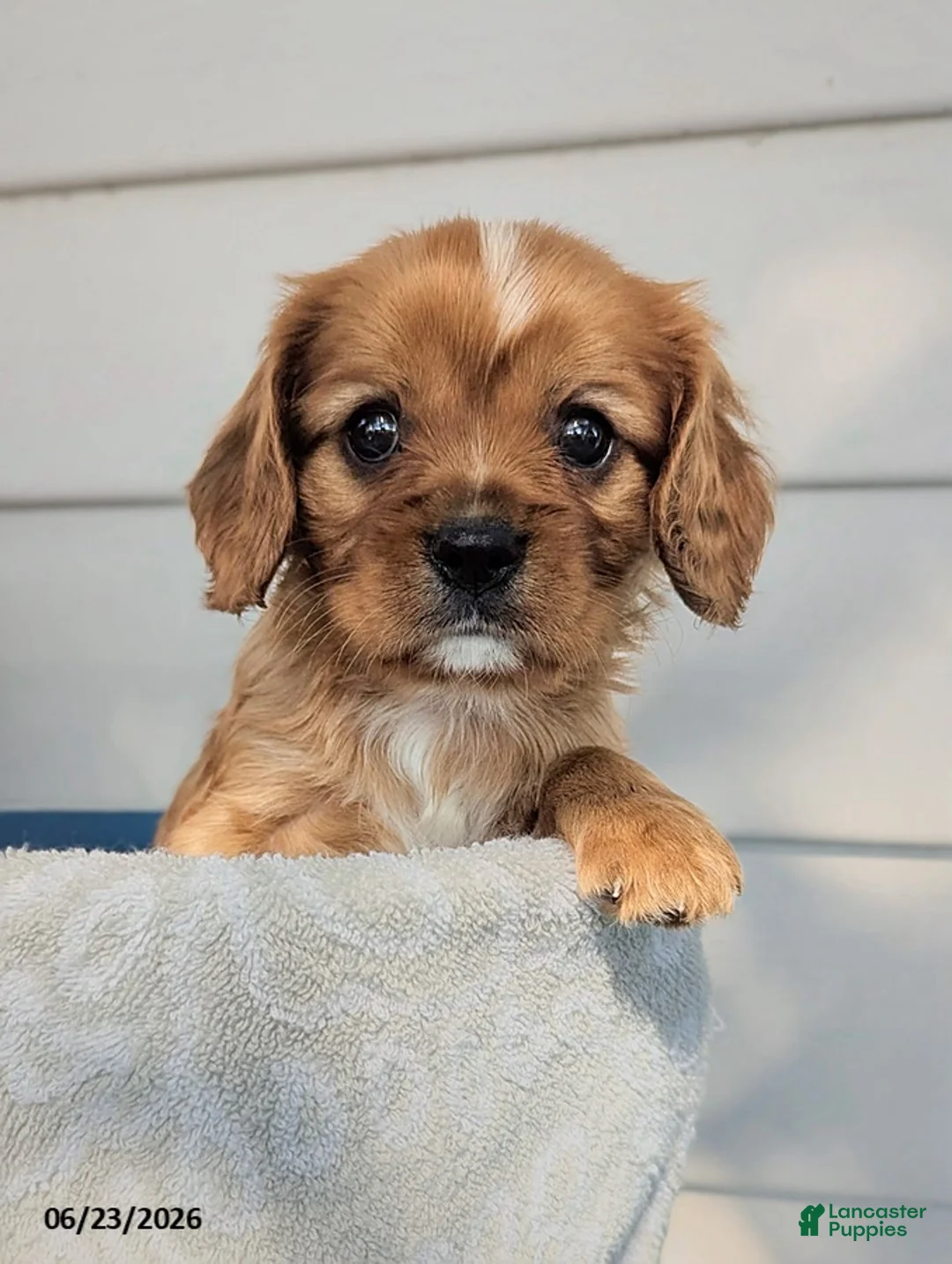 Cavalier King Charles Spaniel dogs for sale: Frisky - Ad 1