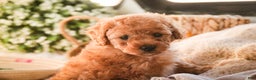 Miniature Poodle dogs for sale: Hudson - Ad 7
